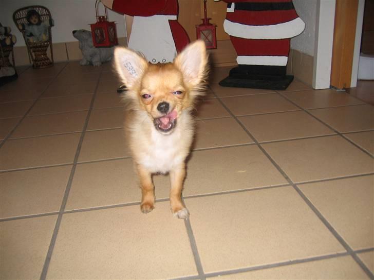 Chihuahua wejner billede 15