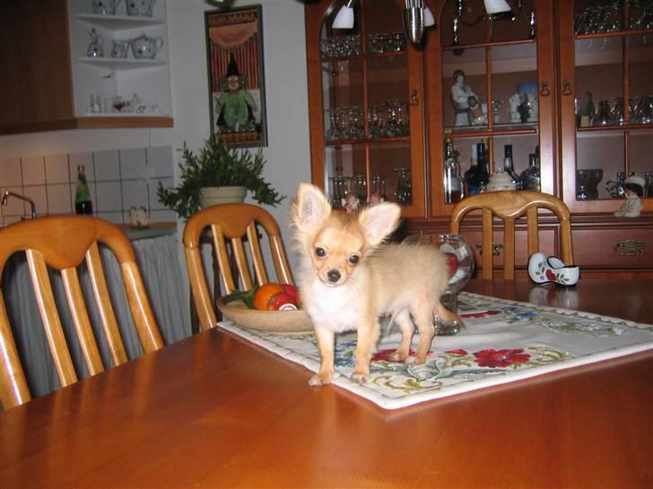 Chihuahua wejner billede 18