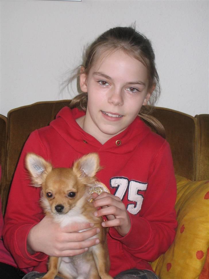 Chihuahua wejner billede 20