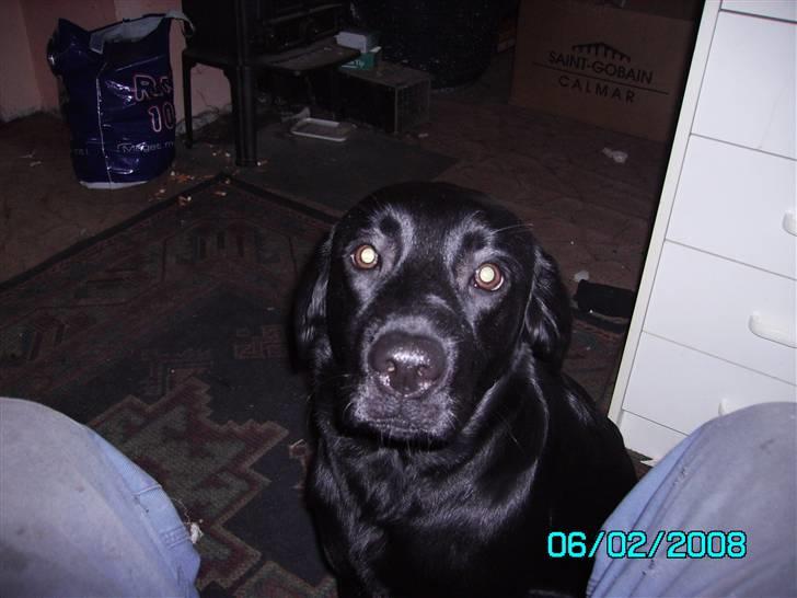 Labrador retriever Trunte * passede/min* - nyt se hvor flot min pels skinder..   billede 11