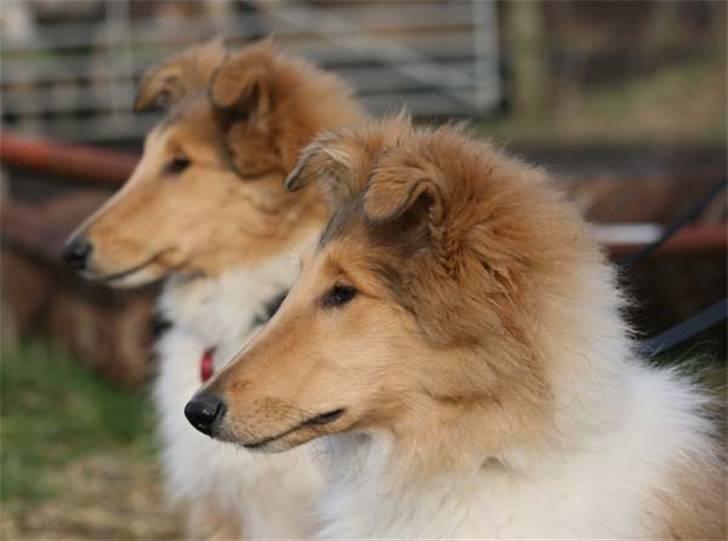 Collie langhåret Lapinette´s Prima Donna billede 7