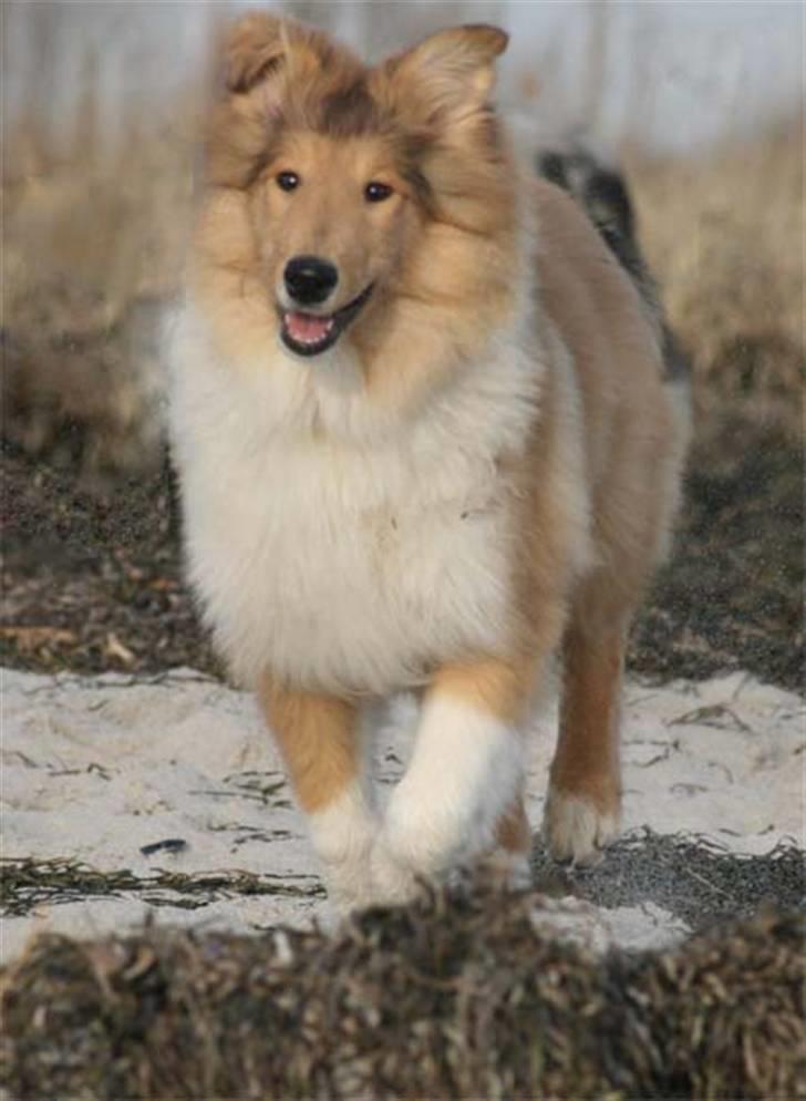 Collie langhåret Lapinette´s Prima Donna billede 8