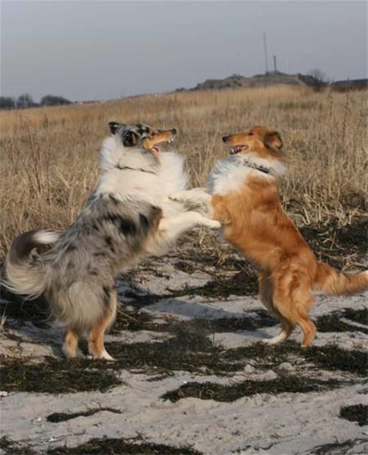 Collie langhåret Silver billede 5