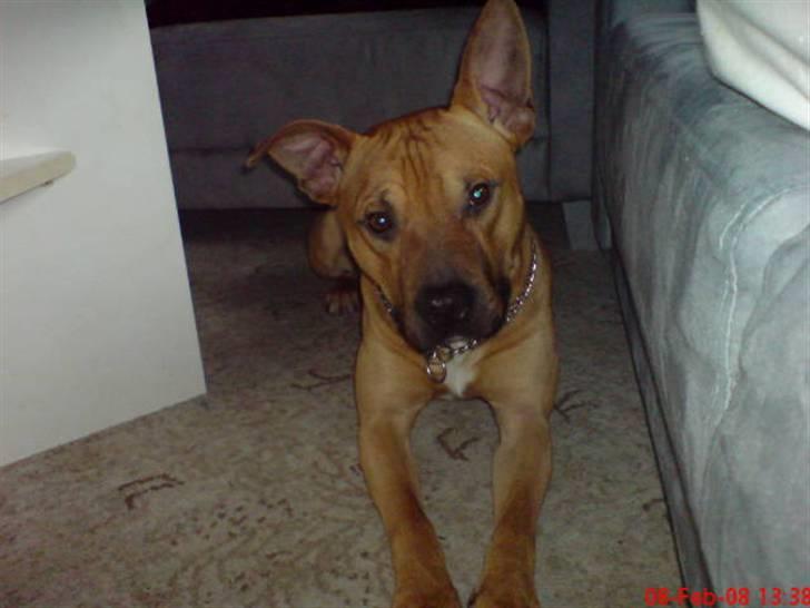 Amerikansk staffordshire terrier Tajs - Tager du nu billeder igen mor? c",) billede 1