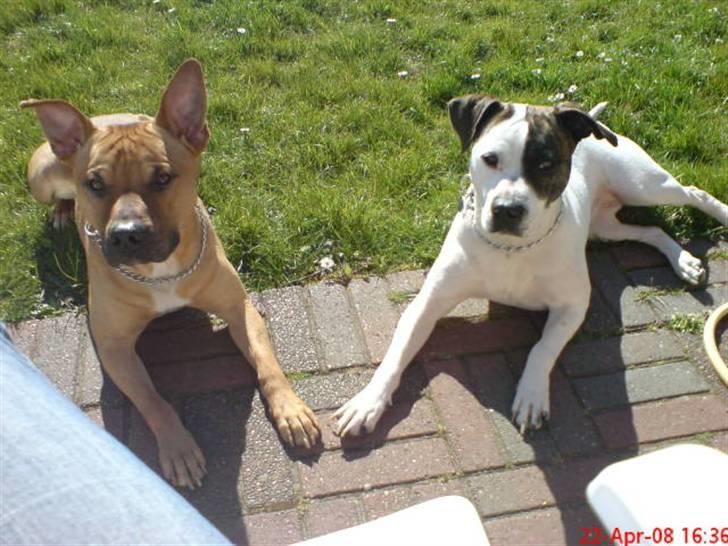 Amerikansk staffordshire terrier Tajs - Er vi ikk bare dejlige c",) billede 2