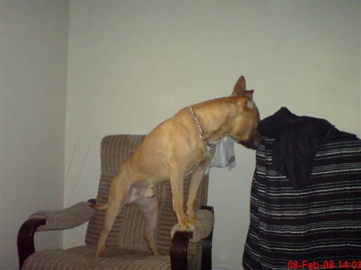 Amerikansk staffordshire terrier Tajs - Jeg kan da sagtens gi en pote med vasketøjet c",) billede 3