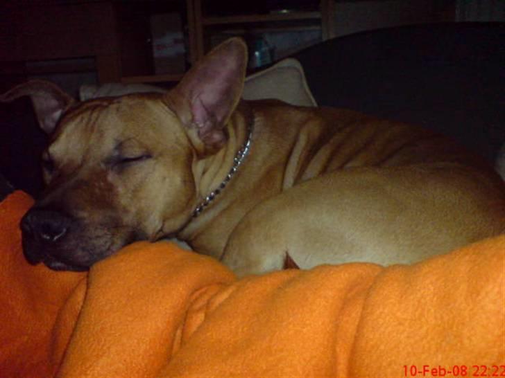 Amerikansk staffordshire terrier Tajs - Snorker c",) billede 4