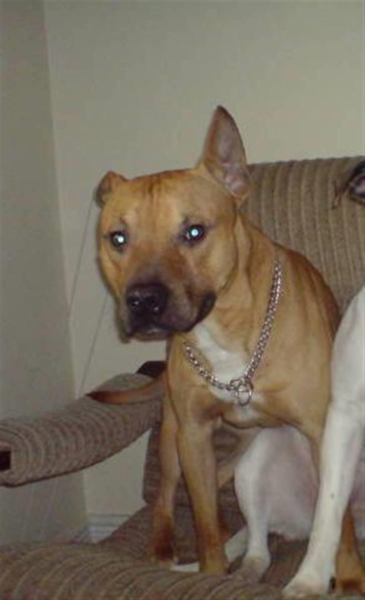 Amerikansk staffordshire terrier Tajs - Lækre dreng c",) billede 5