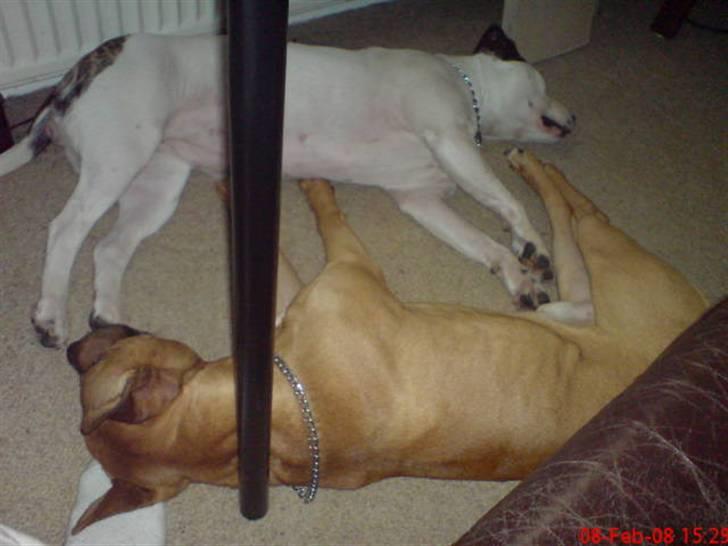 Amerikansk staffordshire terrier Tajs - Frida og jeg snorker om kap c",) billede 6