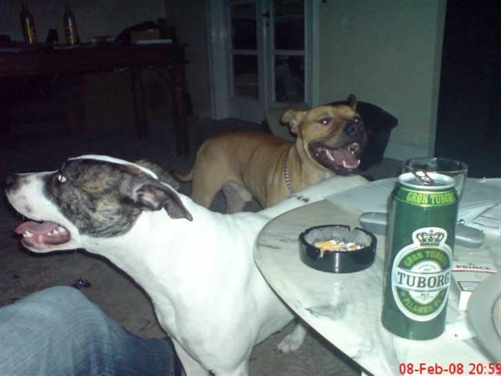 Amerikansk staffordshire terrier Tajs - Frida og jeg leger... Det er bare skønt c",) billede 7