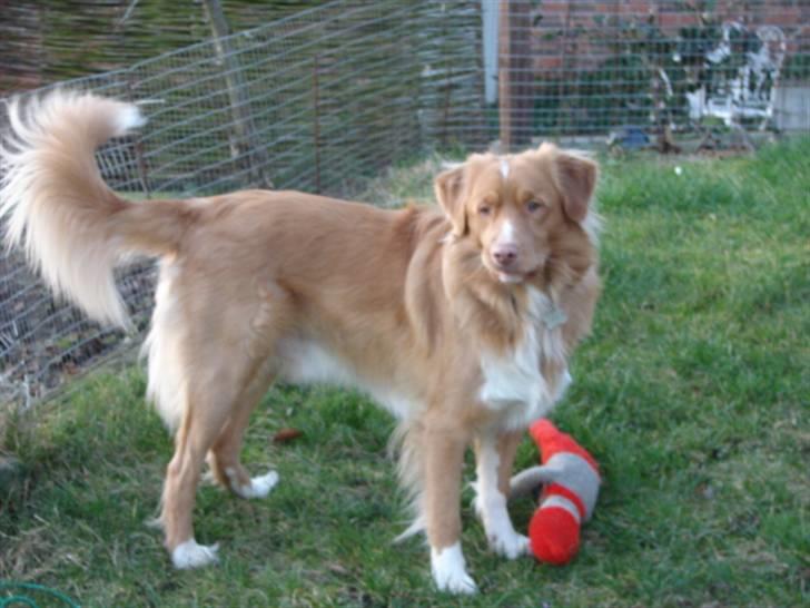 Nova scotia duck tolling retriever Bertel - bare billie ( vores tæve ) ville komme ud for at lege lidt billede 1