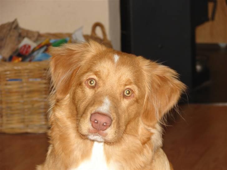 Nova scotia duck tolling retriever Bertel - var der nogen der sagde   smil billede 2