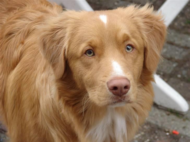 Nova scotia duck tolling retriever Bertel - hej hvem der billede 4