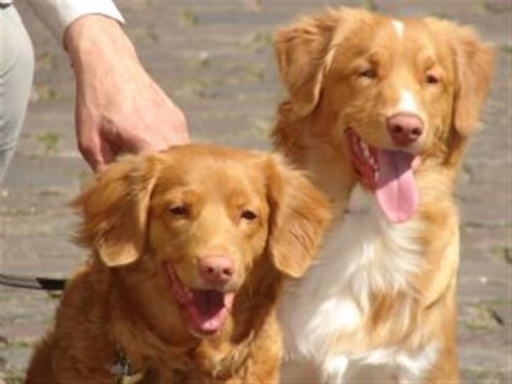 Nova scotia duck tolling retriever Bertel - vores to toller billede 5