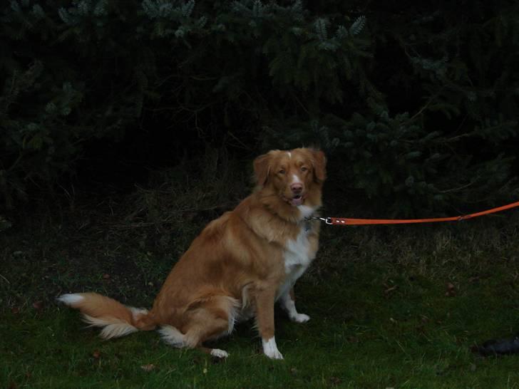 Nova scotia duck tolling retriever Bertel - så blir man bare sat a billede 7