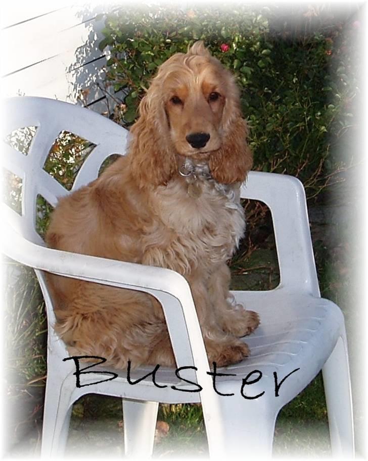 Cocker spaniel buster billede 6