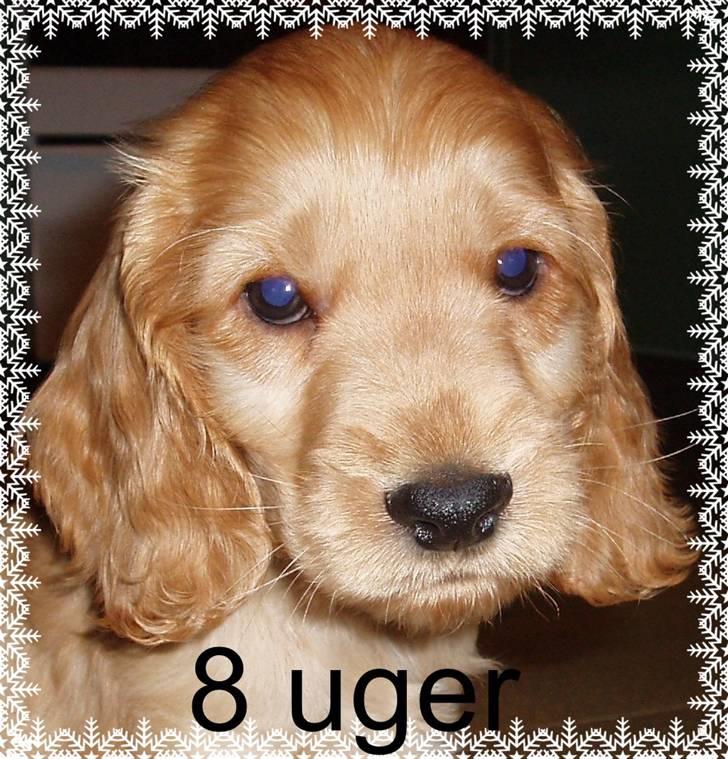 Cocker spaniel buster billede 7