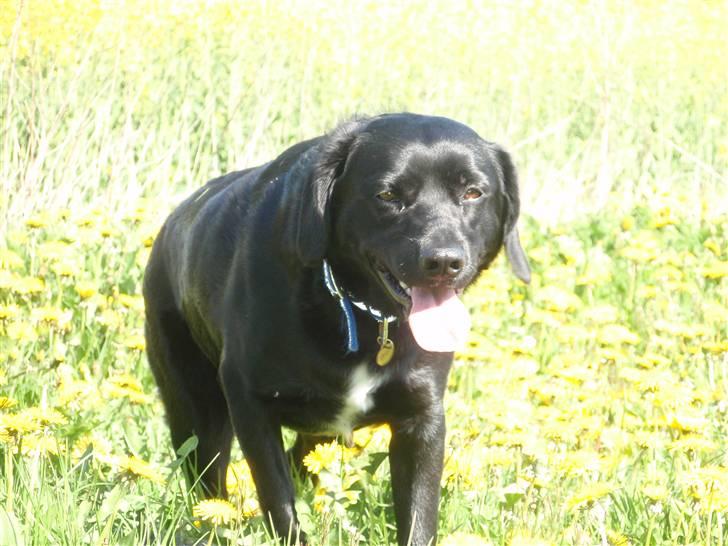 Blanding af racer Sally (sørøveren) - Det blev lidt for varmt at ligge og dase i de skønne mælkebøtter...... billede 14