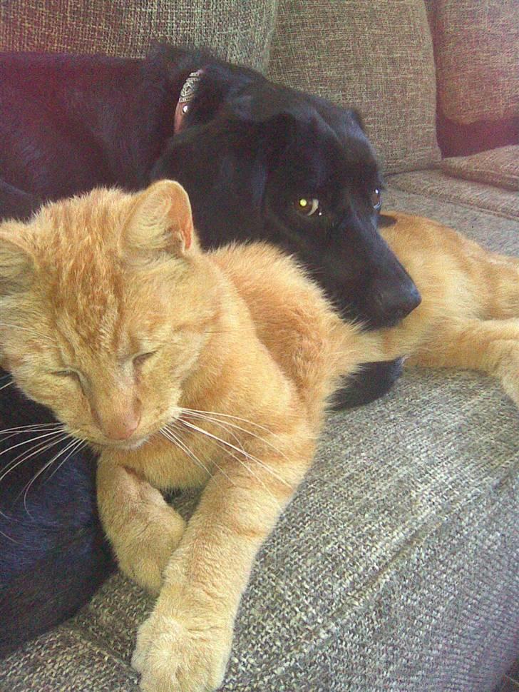 Blanding af racer Sally (sørøveren) - Putter med min bedste ven krumme....... billede 15