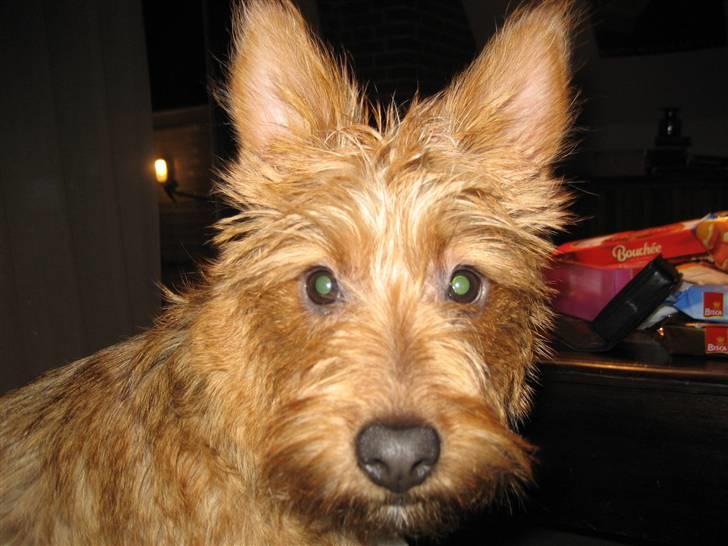 Australsk terrier Molly - Nu er jeg 7 mdr gammel og med på ferie billede 2