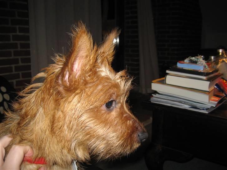 Australsk terrier Molly - Min profil er også køn, ikk? ;-) billede 3
