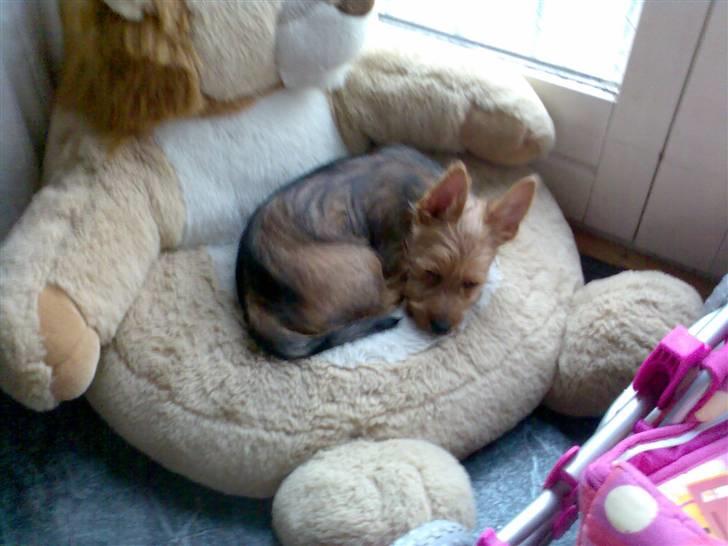 Australsk terrier Molly - Ny "hule", og lige ved vinduet, så jeg kan holde øje med livet i gaden! billede 5