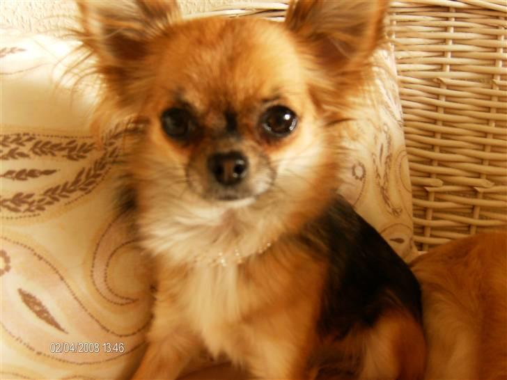 Chihuahua      *Coco Chanel*  billede 6