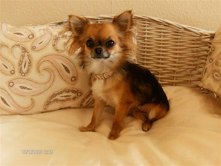 Chihuahua      *Coco Chanel*  billede 7