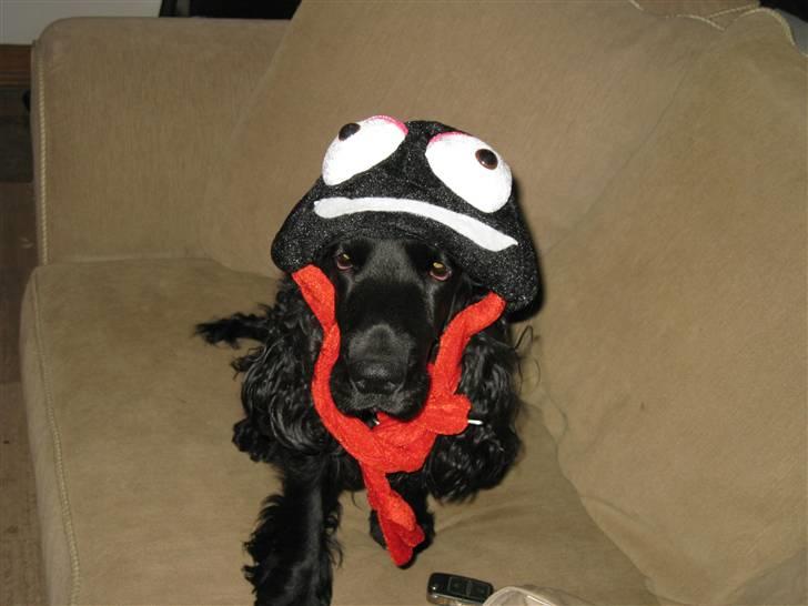 Cocker spaniel Frida - Her ser min nytårshat anno 07/08:) billede 14