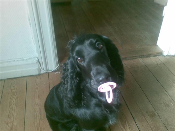 Cocker spaniel Frida - Mor og far glemmer nogen gange at jeg IKKE er en baby:) billede 15