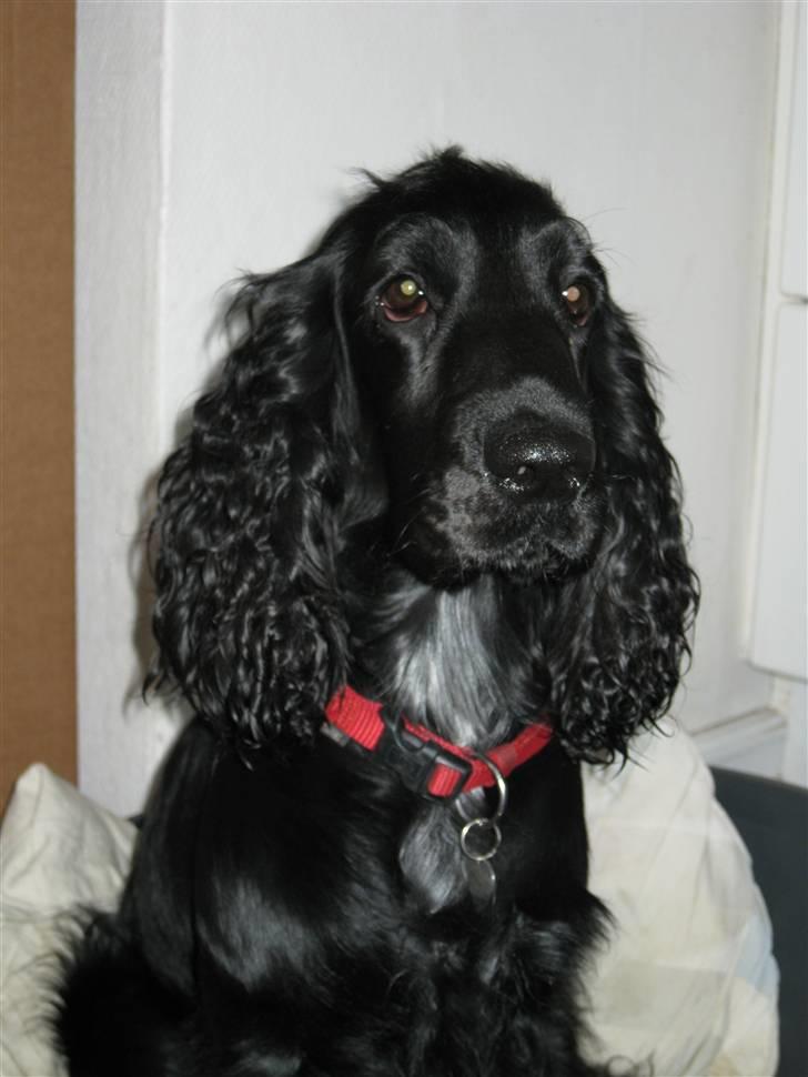 Cocker spaniel Frida - Sidder i vinduet på kontoret og nyder ugsigten udover byen. billede 16