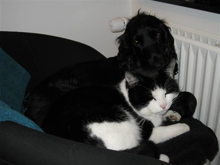 Cocker spaniel Frida - Mig og Melvis hænger ud på fars kontor. billede 17