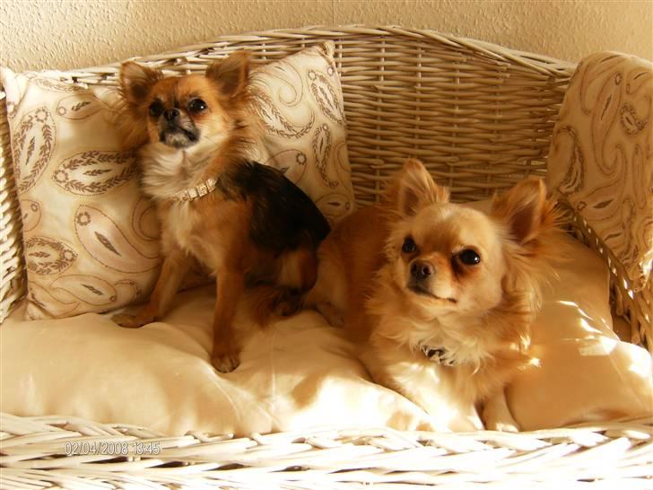 Chihuahua      *Ronaldo* billede 5