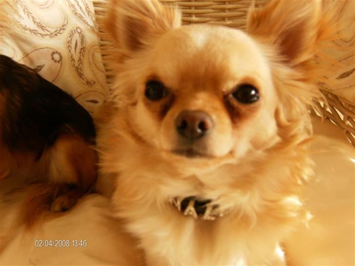Chihuahua      *Ronaldo* billede 6