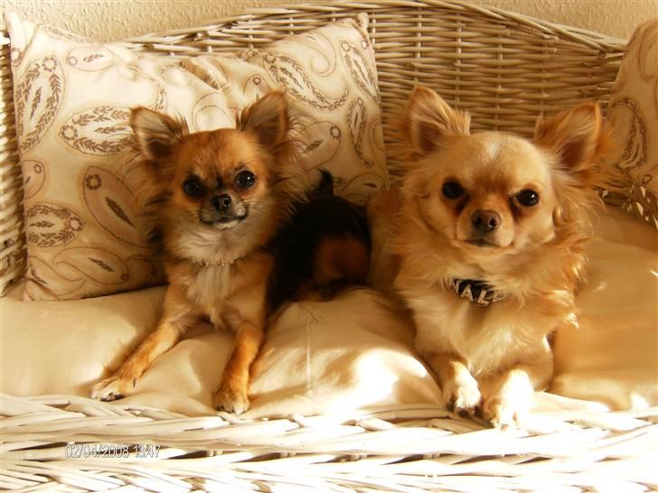 Chihuahua      *Ronaldo* billede 7