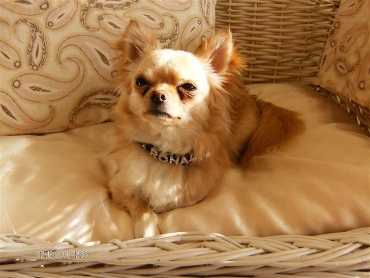 Chihuahua      *Ronaldo* billede 8