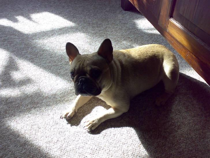 Fransk bulldog Lancomés   Trunte R.I.P billede 14