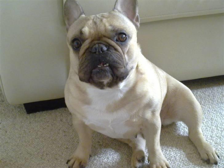 Fransk bulldog Lancomés   Trunte R.I.P billede 15