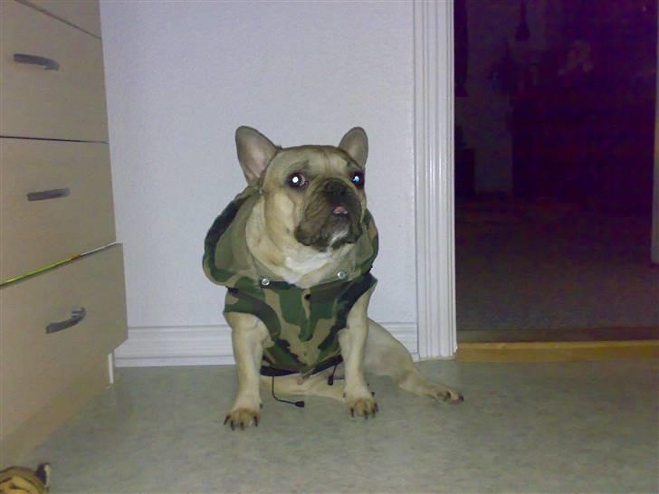 Fransk bulldog Lancomés   Trunte R.I.P - Trunte i vinter trøjen billede 16