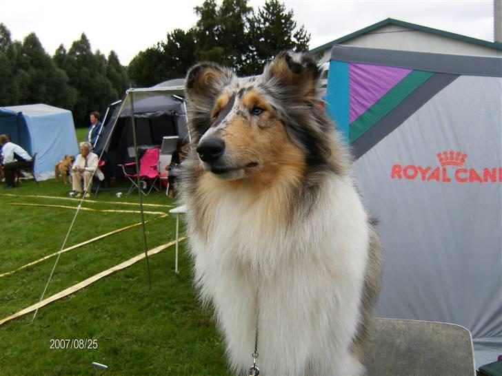 Collie langhåret Wendy - Udstilling i Køge 2007 hvor hun blev i unghund 1 vinde 2 pl. billede 6