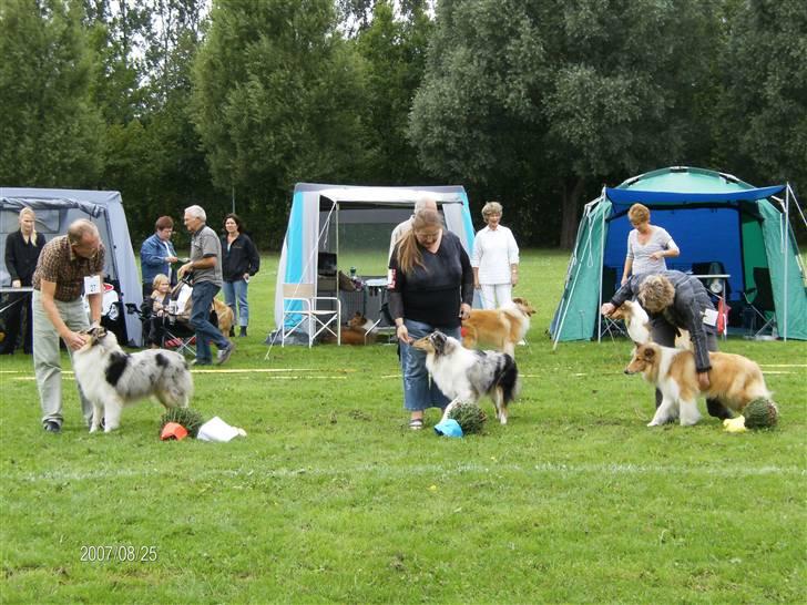 Collie langhåret Wendy - Wendy søster blev 1 vinde 1pl. + div. unghund i Køge, ja det ligger i familien billede 7