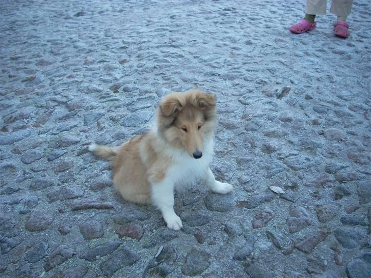 Collie langhåret Tonnie - Her sidder Tonnie før kaldt for " Anton "  han kommer fra en lille kennel i Nord Jylland, han kom til Vordingborg d. 30/12-2007. billede 6