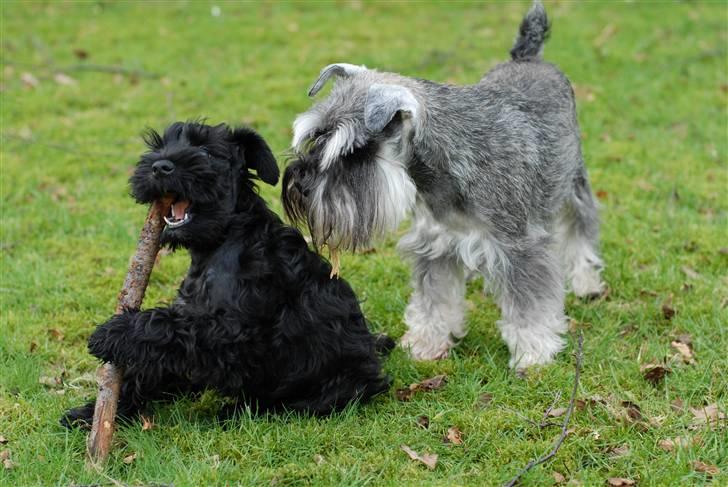 Dvaergschnauzer Muffe - Altså Kenzo, det var egentlig min pind billede 10