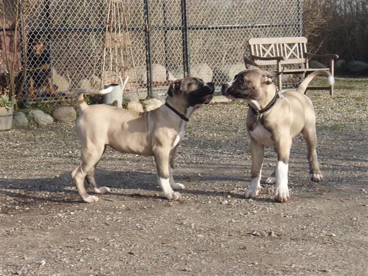 Boerboel Baloo "Abelle`s Atilla" - baloo og hans søster Alma -baloo til højre billede 11