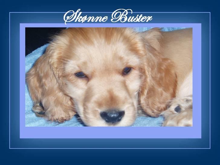 Cocker spaniel buster billede 8