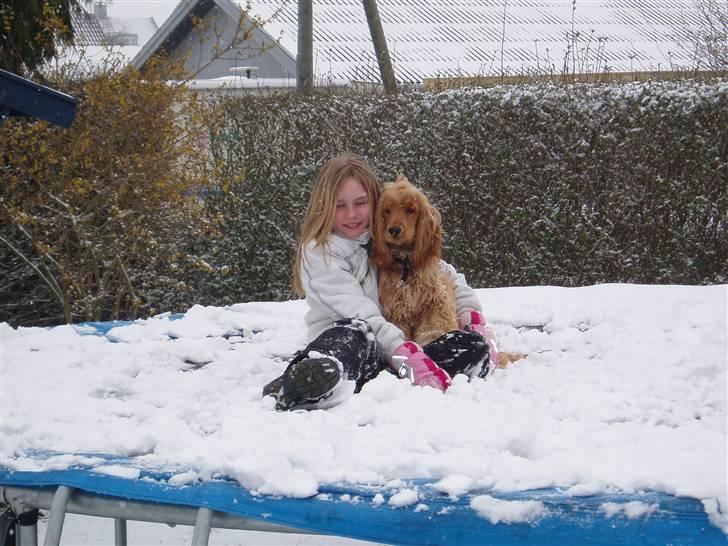 Cocker spaniel buster billede 9