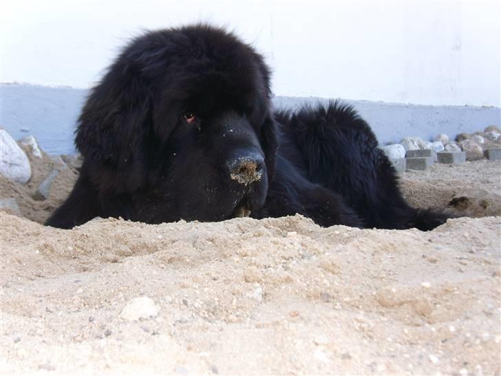 Newfoundlænder Buffas - Buffas slapper af i sit nygravet hul billede 20