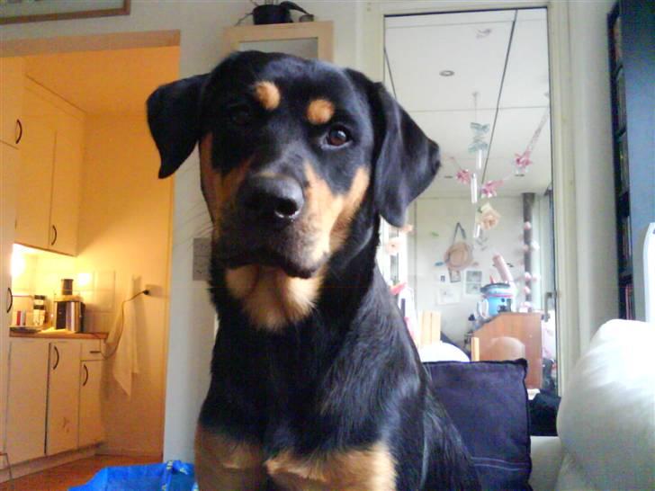 Blanding af racer Freja himmelhund billede 1