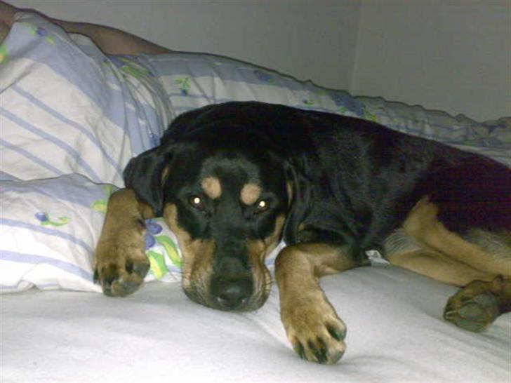 Blanding af racer Freja himmelhund - mor jeg sover, stop så..  billede 2