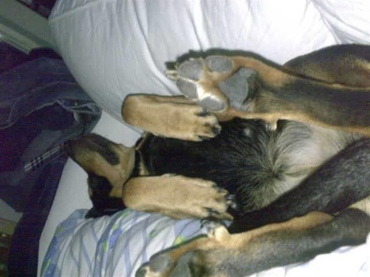 Blanding af racer Freja himmelhund - træt freja billede 3